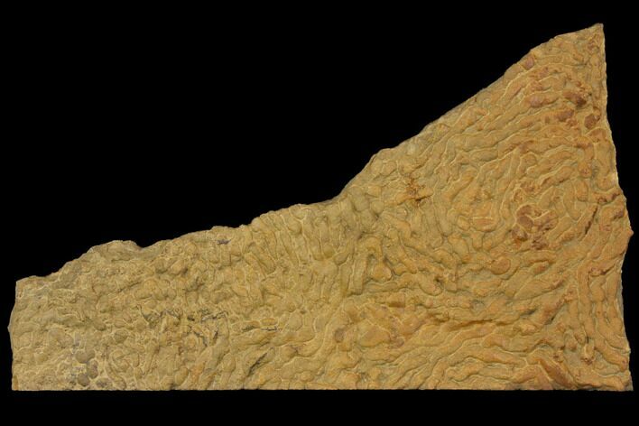 Pennsylvanian, Fossil Microbial Mat - Oklahoma #114059